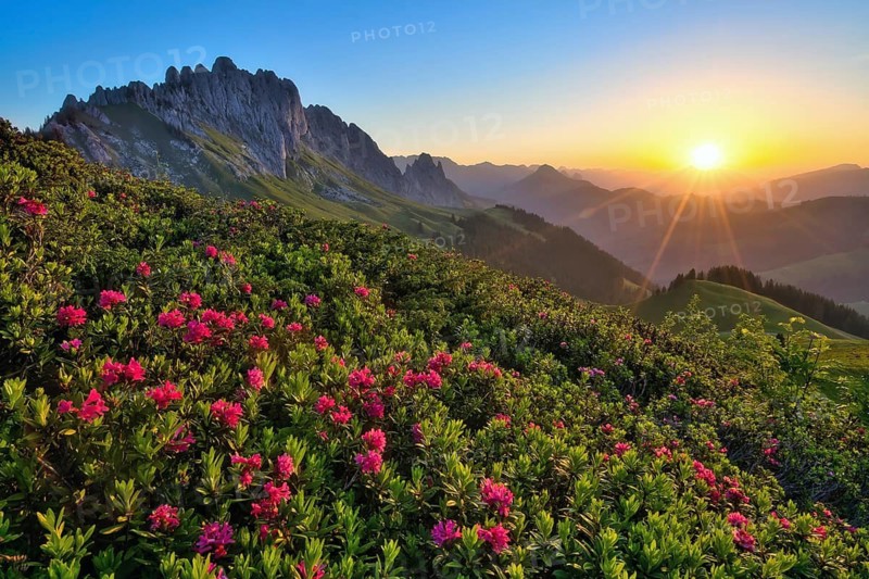 The Jaun Pass with the Gastlosen mountain range at sunrise, in the foreground, the rusty-leaved alpenrose (Rhododendron ferrugineum), Canton of Bern, Switzerland