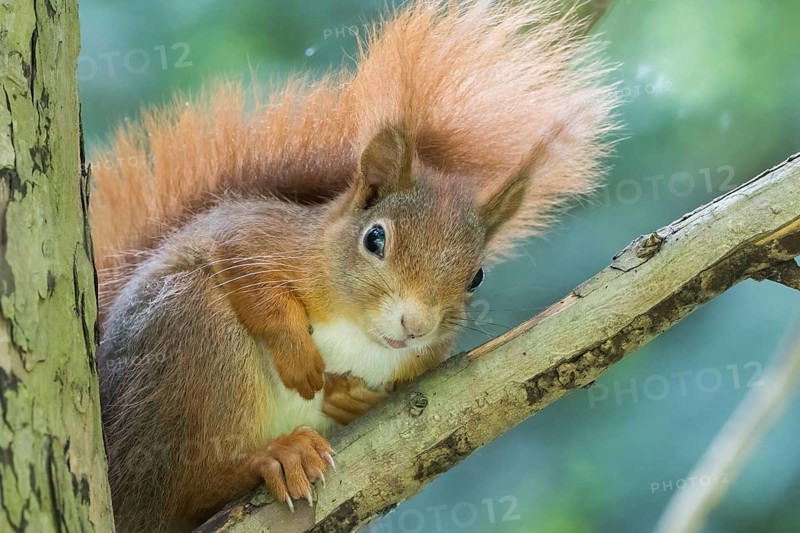 A curious squirrel (Sciurus vulgaris) with a bushy tail sitting on a branch, Hesse, Germany