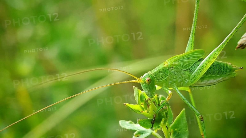 Close-up of a great green bush cricket (Tettigonia viridissima) perched on a leaf in a natural setting full of grass, Frankenwald nature park Park, Upper Franconia