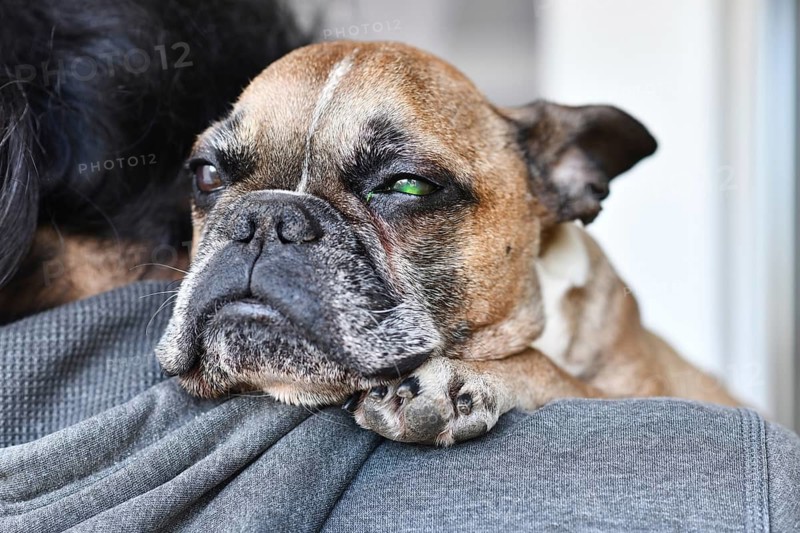 Sad dog with eye injury and green liquid from medical fluorescein dye test to detect corneal ulceration damage