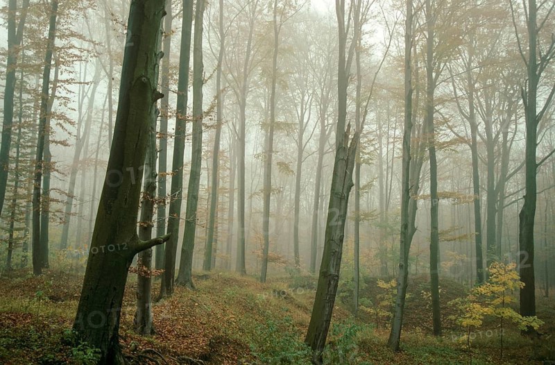 Germany, Greiz, Greiz-Werdauer-Wald, Thuringia, Atmosphere, Autumn, Beech Forest, Haze, Autumn, Landscape, Deciduous Forest, Fog, Atmosphere, Vogtland, Forest, Wood