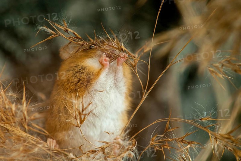 Harvest Mouse, Micromys Minutus, Rodents, Rodentia, Dwarf Mouse, Mammals, Muroids, Rodents, Mammals