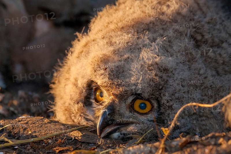Bubo bubo, eagle owl, eagle owl, atmosphere, birds, owls, Extremadura, adolescent, owls, Spain, mood, strigiformes, birds