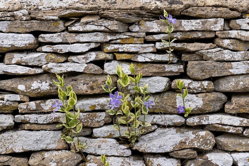 Stone wall, flowers, Bibury, The Cotswolds, England, Great Britain