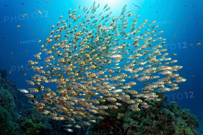 School of Pigmy sweeper, also known as gold sweeper or dwarf hatchetfish (Parapriacanthus ransonneti) swimming over coral reef, Red Sea, Makadi Bay, Port Safaga, Egypt