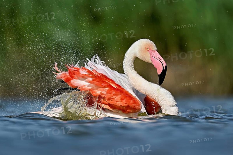 A greater flamingo (Phoenicopterus roseus) bathing in a pond, Camargue Regional Nature Park, southern France