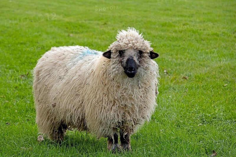 Sheep looking at camera, Alveston, Stratford-upon-Avon, Warwickshire, England, Great Britain