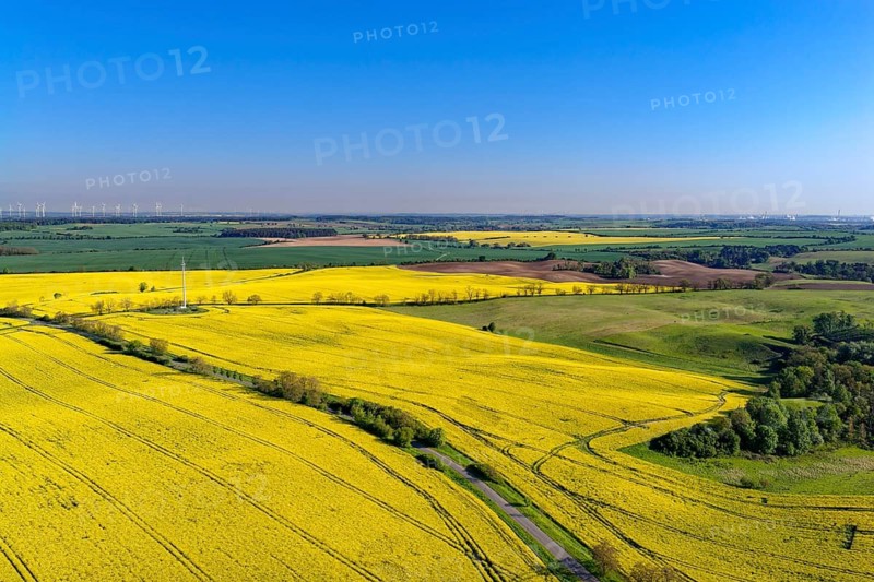 Blooming rapeseed fields in spring in the Uckermark. aerial view. Stützkow, Schwedt, Brandenburg, Germany