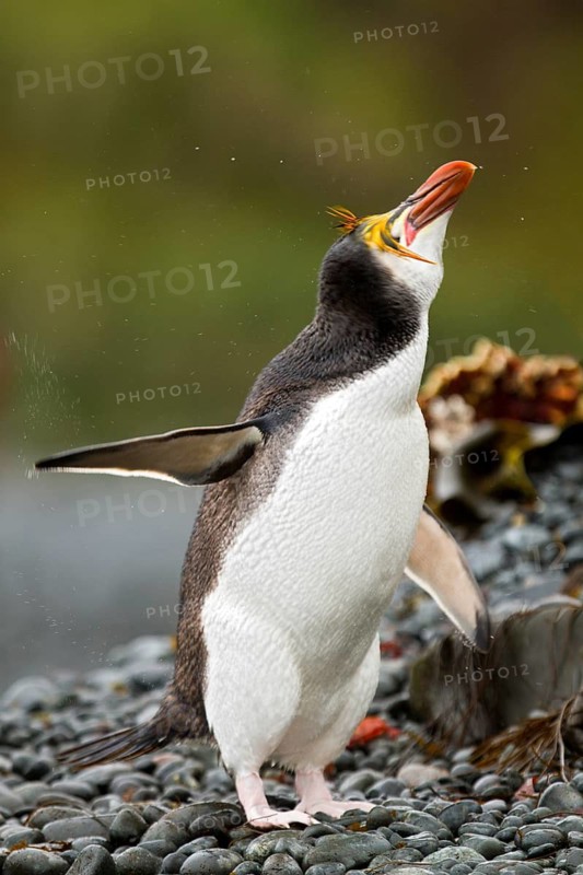 Royal Penguin (Eudyptes schlegeli), Macquarie Island, Australia