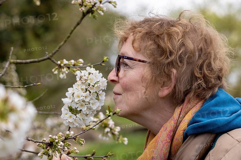 Woman smelling cherry blossoms, Alveston, Stratford-upon-Avon, Warwickshire, England, Great Britain