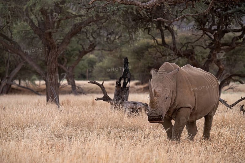 White rhinoceros (Ceratotherium simum), Khomas Region, Namibia