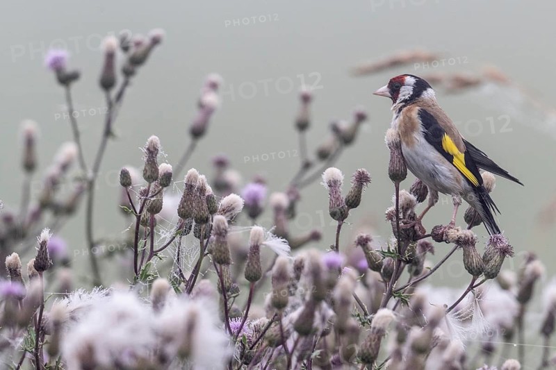 Goldfinch (Carduelis carduelis), Lower Saxony, Germany