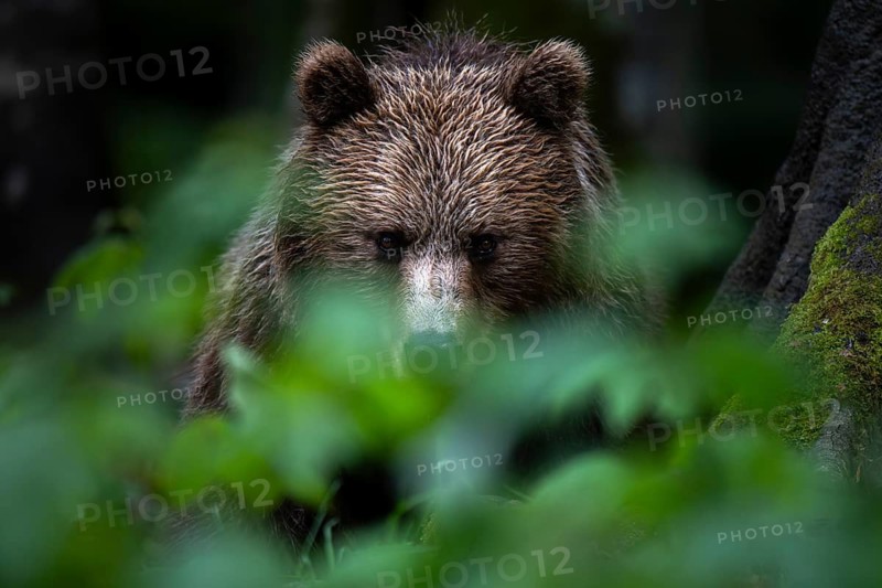 European brown bear (Ursus arctos arctos) in the forest, Notranjska region, Slovenia