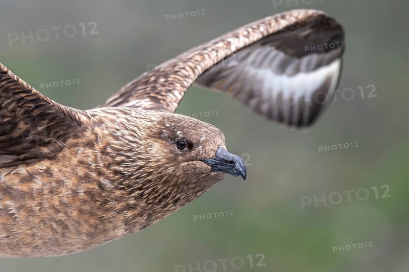 Great skua (Stercorarius skua), in flight, Noss Island, Shetland Islands, Scotland, Great Britain