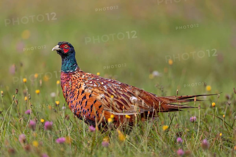 Wildflower meadows provide a rich source of food not only for the pheasant (Phasianus colchicus), Mouzer, August, Germany