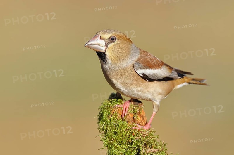 Hawfinch (Coccothraustes coccothraustes), female, perched on a moss-covered branch, North Rhine-Westphalia, Germany