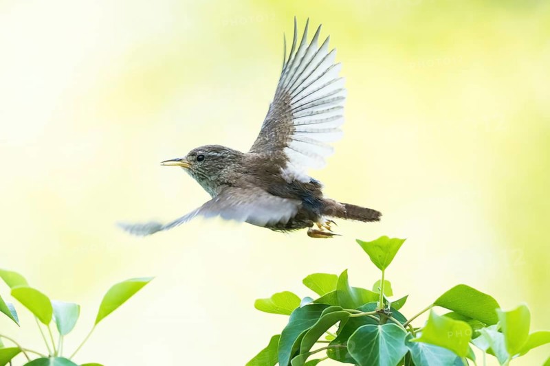 A wren (Troglodytes troglodytes) flies over green leaves in a natural setting, Hesse, Germany
