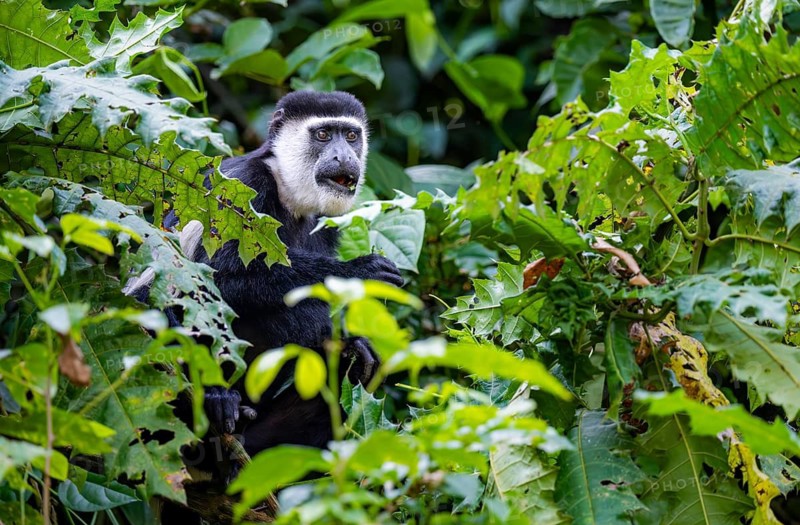 West African guereza or mantelaffe (Colobus guereza occidentalis) eating leaves, Bigodi, Western Region, Uganda