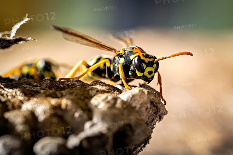 A close-up frontal view of a wasp with distinct yellow and black stripes and antennae, field wasps on their abandoned nest near Herleshausen, Germany (Polistinae)