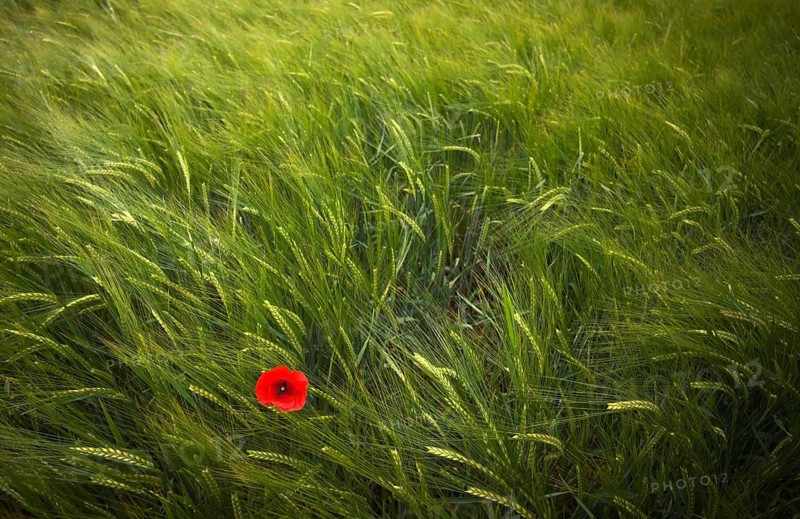 Corn poppy (Papaver rhoeas) in a barley field, agricultural landscape, Fellbach, Baden-Württemberg, Germany
