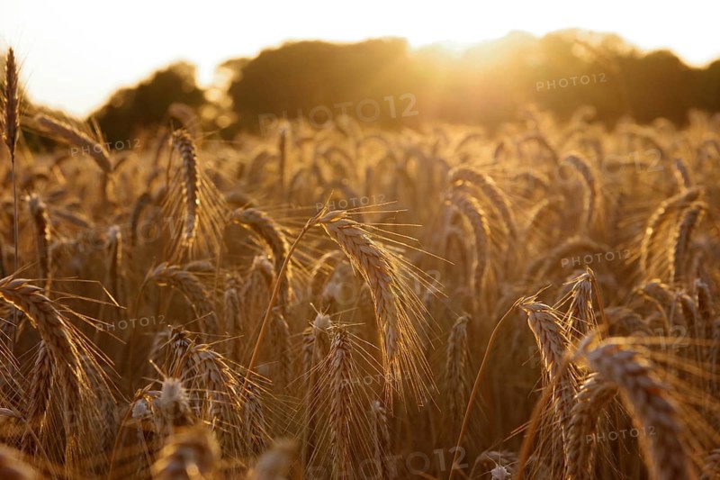 Triticale, corn, sunset, North Rhine-Westphalia, Germany, The grain ears glow in the orange light of the evening sun
