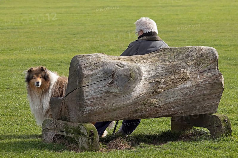 Bench made from a tree trunk, man, dog collie, The Naze Nature Reserve, Walton-on-the-Naze, England, Great Britain