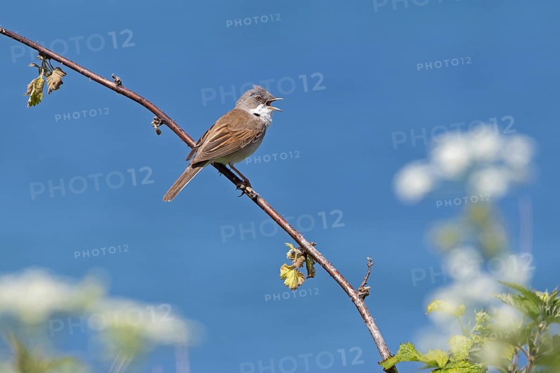 Bird, Rattling Warbler (Curruca curruca), Baltic Sea, Altbülk, Strande, Schleswig-Holstein, Germany