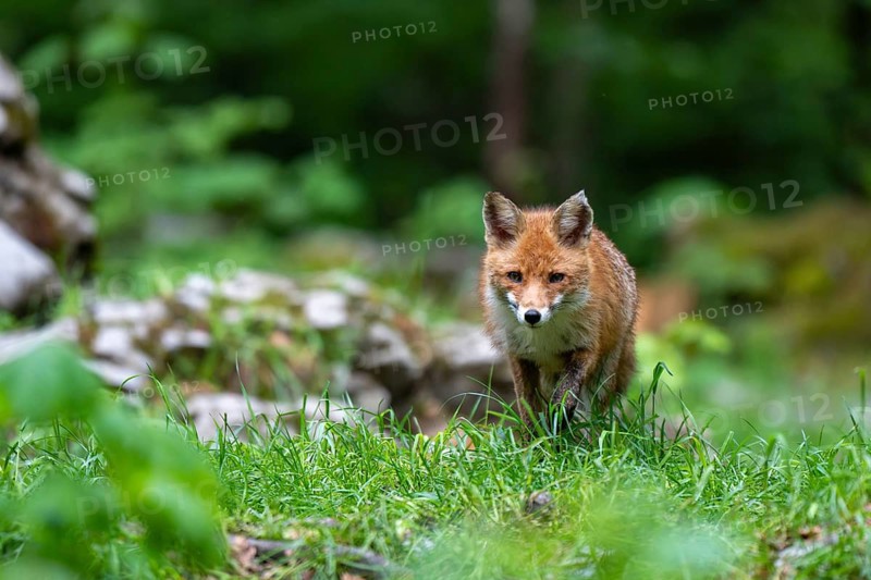 Red fox (Vulpes vulpes) in the forest, Notranjska region, Slovenia