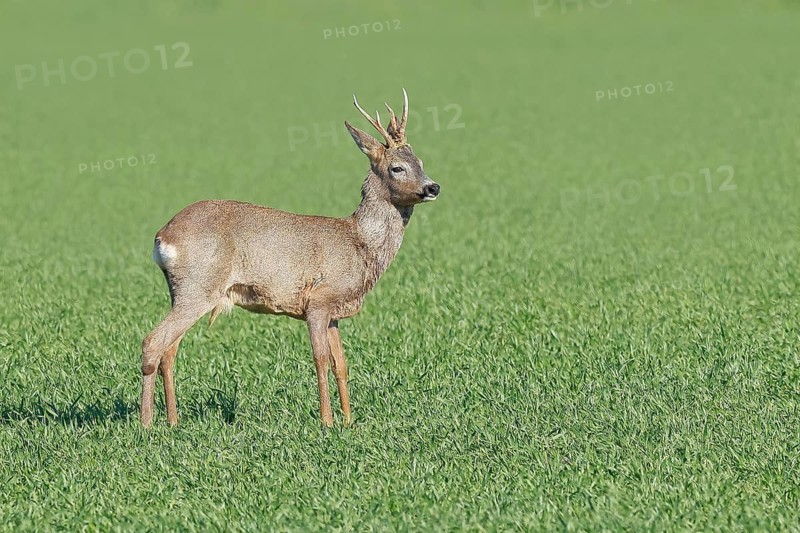 European roe deer (Capreolus capreolus), roebuck standing in winter coat on grain field, wildlife, morning light, roe deer, mammal, Baltic Sea island Fehmarn, East Holstein, Schleswig-Holstein, Germany