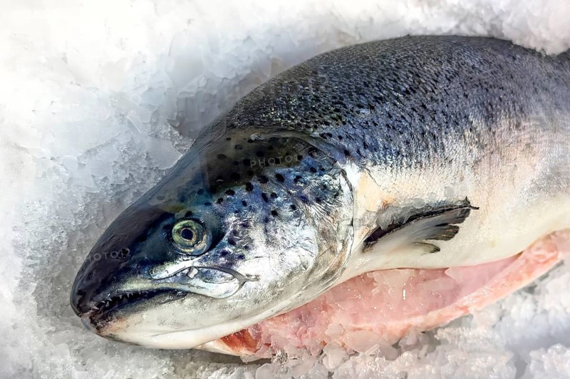 Atlantic salmon (Salmo salar) from aquaculture on ice in refrigerated counter Fish counter display from fishmonger Fish retail, food trade, wholesale, fish trade, speciality shop, Germany
