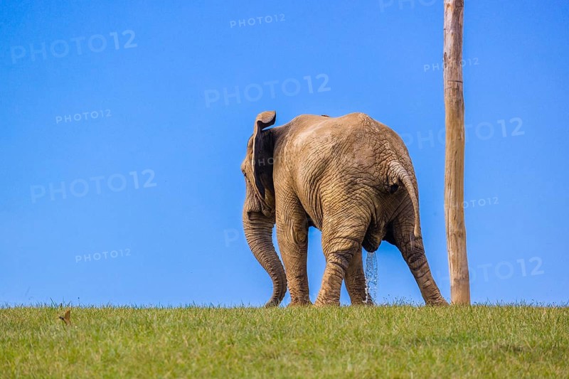 An adult female African elephant (Loxodonta africana) stands in a meadow, urinating