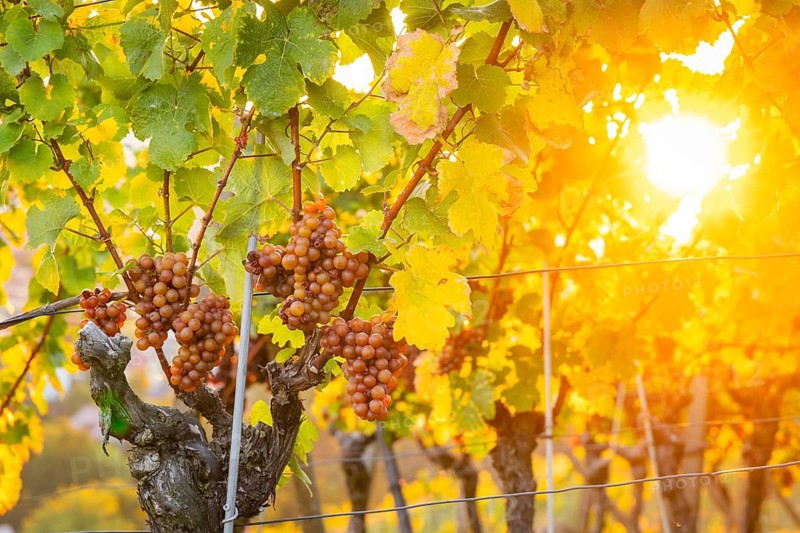 Goldener Wagen is a vineyard immediately north of Hoflößnitz, in the Oberlößnitz district of the Saxon town of Radebeul, as well as a cultural monument. The original state vineyard can be found at Am Goldenen Wagen, west of the Spitzhaus staircase. The vineyard is named after the Radebeuler Goldener Wagen, which forms the easternmost of the three Radebeuler individual layers within the large Radebeuler Lößnitz vineyard, Radebeul, Saxony, Germany