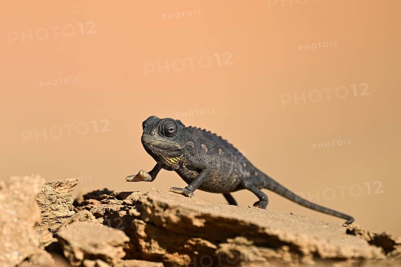 Desert chameleon, Namaqua chameleon (Chamaeleo namaquensis), Namib Desert near Swakopmund, Namibia