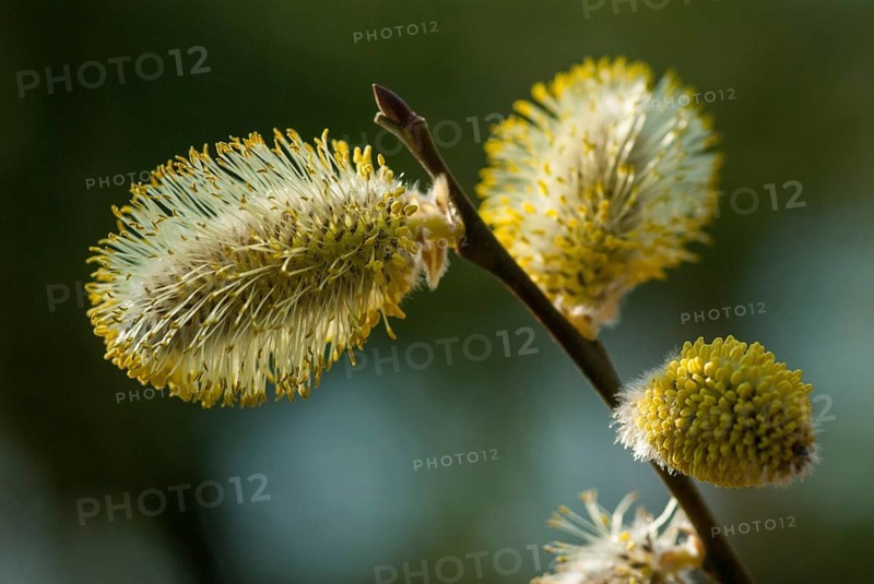 Flora, spring, plants, Salix spec., willow