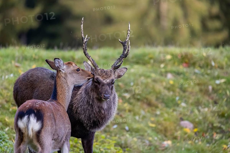 Deep affection. A Japanese sika deer (Cervus nippon nippon) doe cuddles intensely with a stag