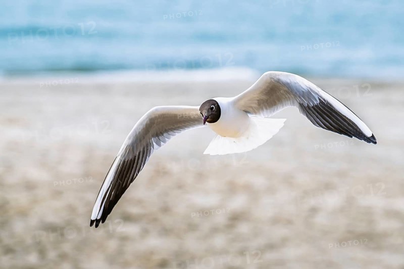 Black-headed Gull, Chroicocephalus ridibundus, bird in flight, England, United Kingdom
