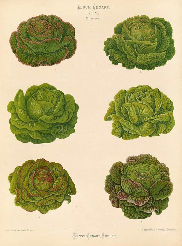 Vegetables, various salads, after Ernst Samuel Benary (10 November 1819, 19 February 1893), Hessian horticulturalist, Historical, digitally restored reproduction from a 19th century original, Record date not stated