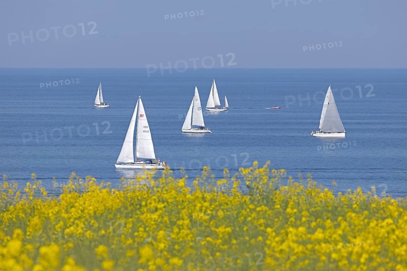 Sailing boats, rapeseed field, Baltic Sea, Altbülk, beaches, Schleswig-Holstein, Germany