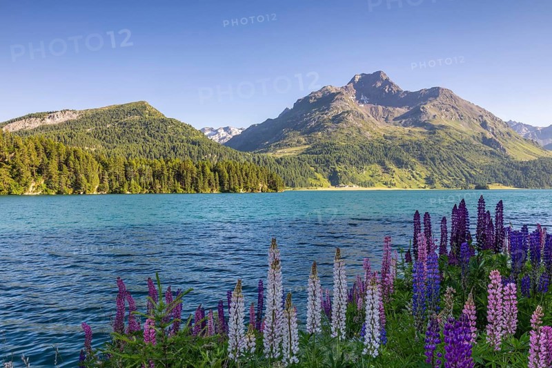 Lupin (Lupinus) against the backdrop of Lake Sils and Piz da la Margna, legume (Fabaceae), Engadin, Graubünden, Switzerland