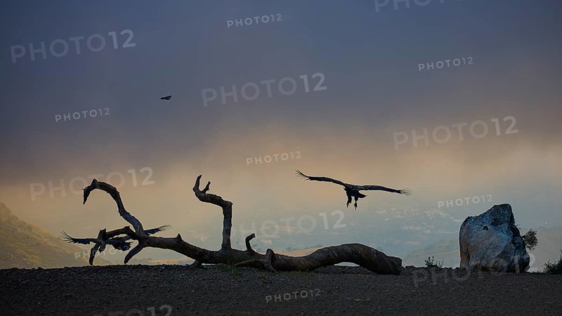Vultures flying and perched on a dead tree at dusk, a mystical atmosphere, griffon vultures (Gyps fulvus), vultures, Vulture Hide, vulture observation post, Mount Koules, Fratri, Agios Vasilios, Rethymno Province, Crete, Greek Islands, Greece