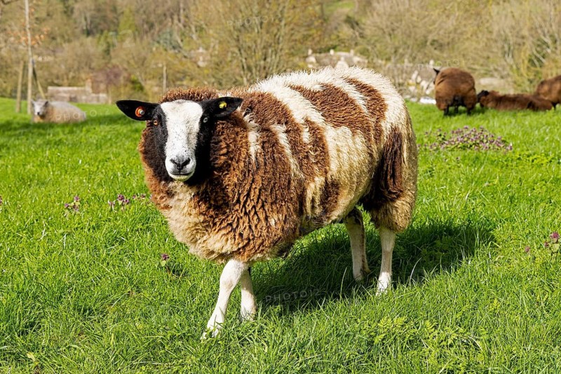 White-brown sheep, Bibury, The Cotswolds, England, Great Britain