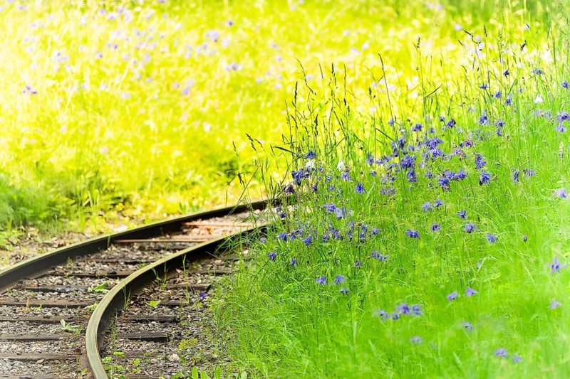Cornflowers (Centaurea cyanus) and high meadow, in the centre of the picture a railway track making a bend, sunlight from the left, Dortmund, North Rhine-Westphalia, Germany