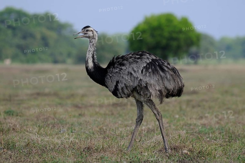 Greater Rhea (Rhea americana), Pantanal, Brazil