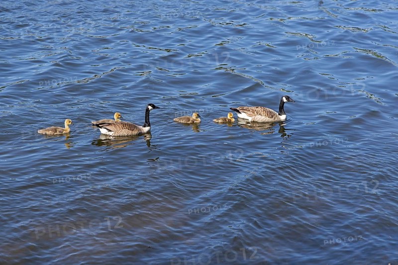Canada geese (Branta canadensis) with goslings swimming in the Kiel Canal, Rendsburg, Schleswig-Holstein, Germany