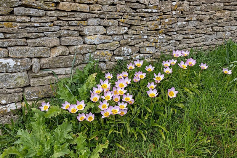 Stone wall, flowers, rock tulips, (Tulipa saxatilis), Bibury, The Cotswolds, England, Great Britain