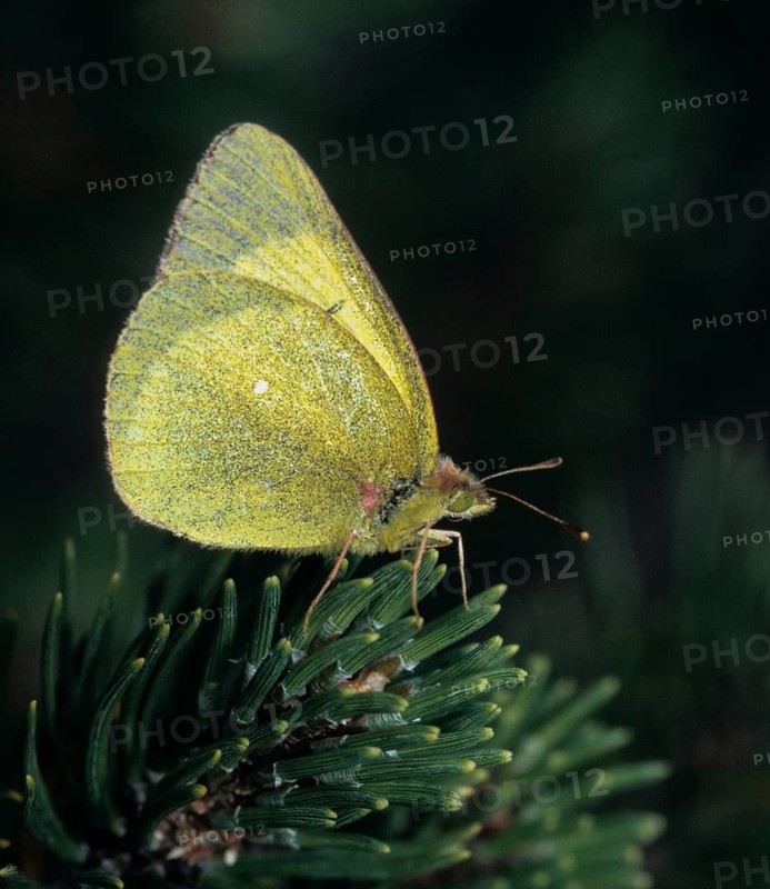 Colias palaeno, high moor yellow, moorland clouded yellow, pale arctic clouded yellow, lemon yellow haybutterfly, butterfly, high size, portrait format, insects, butterflies, butterflies, butterflies