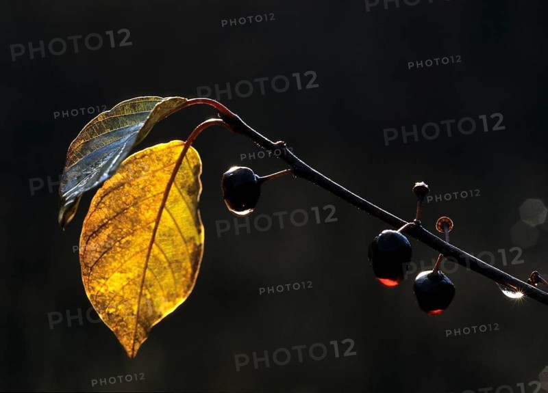 Buckthorn, Frangula Alnus, Buckthorn, Rhamnaceae, Alder Buckthorn, Autumn, Breaking Buckthorn, Detail, Flora, Backlight, Glossy Buckthorn, Autumn, Landscape, Leaves, Plants