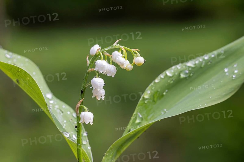 Lily of the valley (Convallaria majalis), Germany