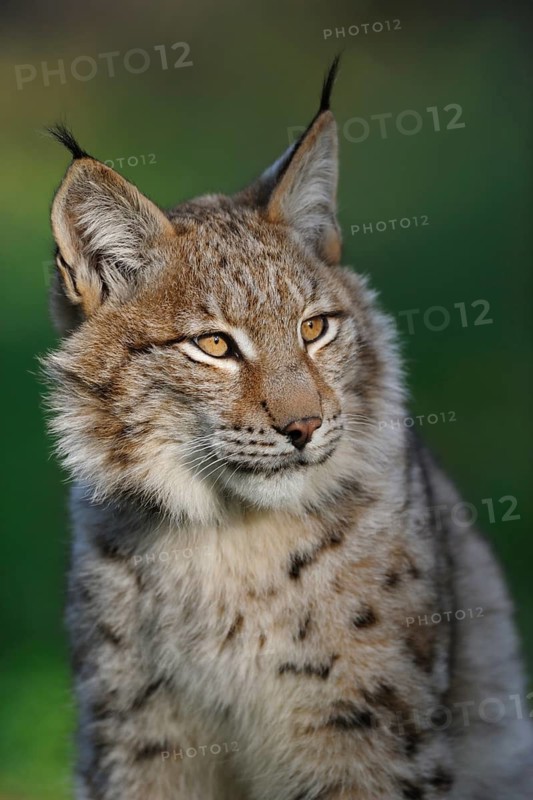 Eurasian Lynx (Lynx lynx) adult portrait, North Rhine-Westphalia, Germany
