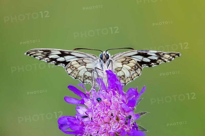 Chessboard Moth (Melanargia galathea) perched on a field scabious (Knautia arvensis), Satyrinae, Kreuzbühl nature park Reserve, Messkirch, Upper Danube Nature Park, Baden-Württemberg, Germany